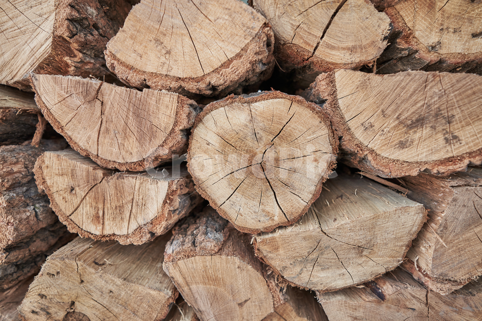 질감,나뭇가지,나무,원목,거친,나무,trees,wood