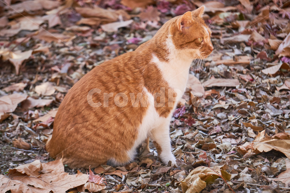 고양이,cat,pet,애완묘,애완동물,동물,animal,자연,nature,동물,animal,포유류,mammal,고양이,cat,kitten,kitty