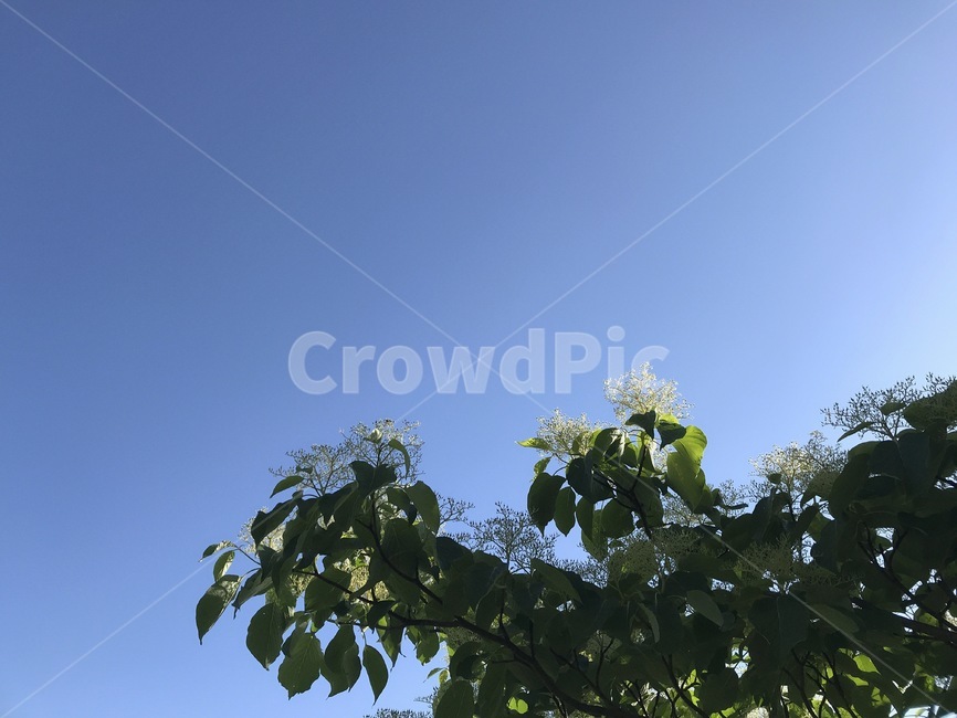 하늘,나무,풍경,sky,tree,자연,nature,natural