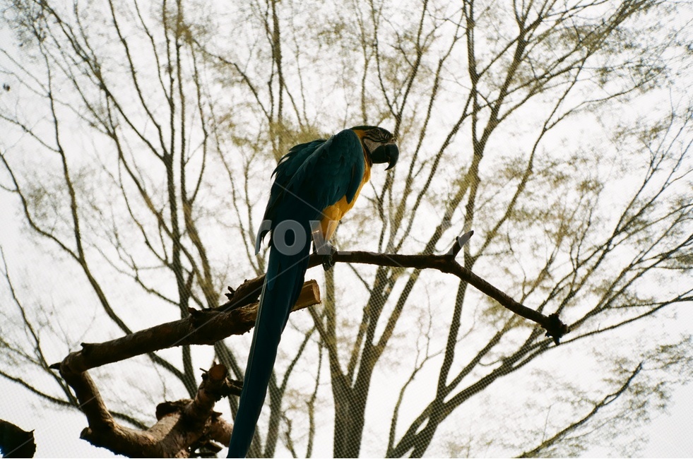 조류,새,동물원,앵무새,새장,금강앵무,청금강,동물,animal,조류,새,birds