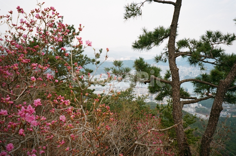 plant,식물,꽃,풍경,나무,정상,필름사진,봄,배경,감성