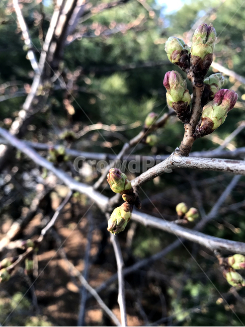봄,꽃봉오리,봄꽃,탄생,생명력,spring,aflowerbud,vitality,식물,자연,plants,nature
