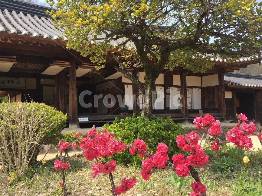 송소고택,고택,목조건물,봄,꽃,새순,새잎,배경,songso,oldhouse,woodenbuilding,spring,flower,newleaf,bud,shoot,background,한국전통,한국문화,korean traditional,korean culture,건축물,건물외관,exterior,building,structure,architecture,construction