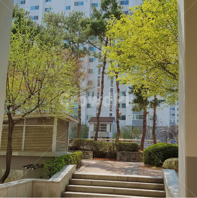 초록,녹색,green,나무,tree