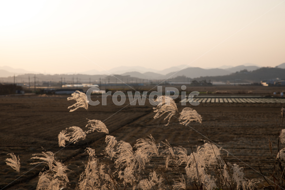 청도,갈대,풍경,청도풍경,가을갈대,감성,일상,스냅,가을,계절,fall,autumn,season,자연,풍경,nature,landscape,시골,마을,country,rural,town,grass,잔디,plant,식물,lawn,reed