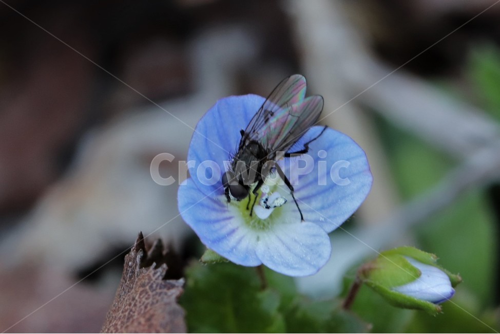 plant,식물,flower,꽃,곤충,파리,봄까치,꿀