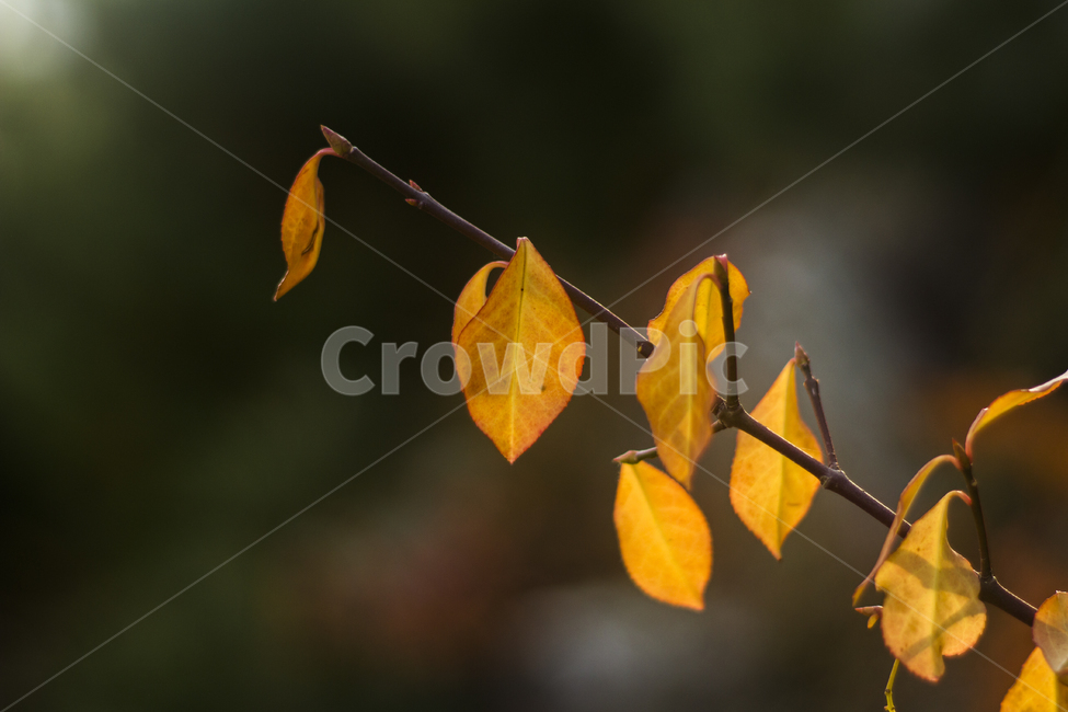 단풍,낙엽,가을,나뭇입,오후,가을,계절,fall,autumn,season,식물,자연,plants,nature,veins,정맥