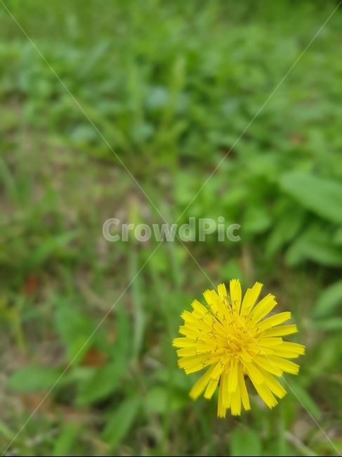 식물,plant,민들레,홀로,노랑,봄,따뜻함,외로움,녹색,초록,식물,자연,plants,nature,꽃,flower