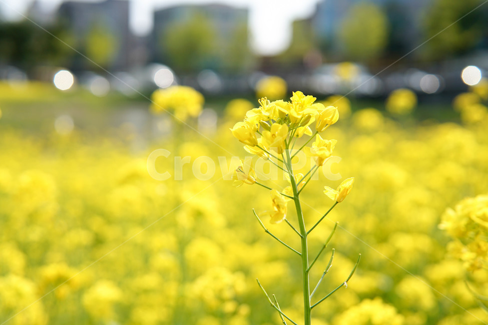유채꽃,꽃밭,꽃,봄,노란색,노란꽃,자연,공원,spring,flower,yellow,landscape,flowers,bocke,outfocus,photo,rapeblossoms,snap,park