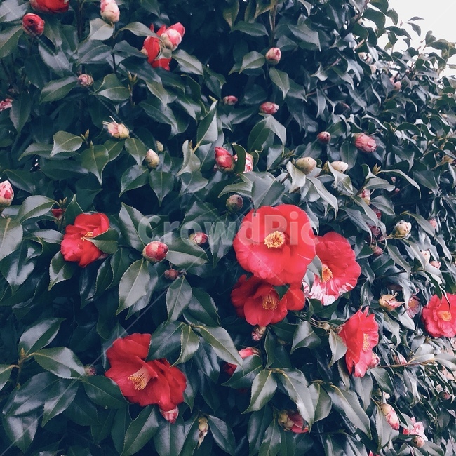 동백꽃,겨울꽃,겨울나무,감성,꽃,활짝,봉오리,대비,camellia,winter,blossom,bud,제주도,자연,카멜리아,한국,봄꽃,꽃패턴,식물,자연,plants,nature,꽃,flower