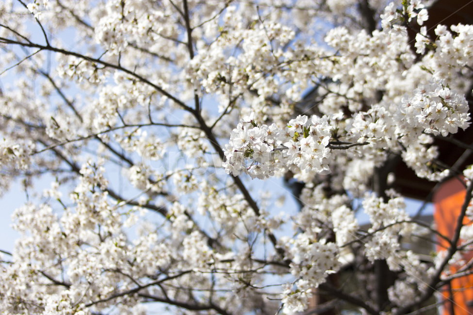 벚꽃,꽃,봄,화담숲,곤지암,봄,계절,spring,season,식물,자연,plants,nature,꽃,flower,plant,blossom