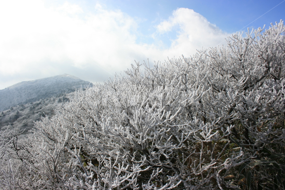 자연,겨울,설산,눈꽃,눈,산,나무