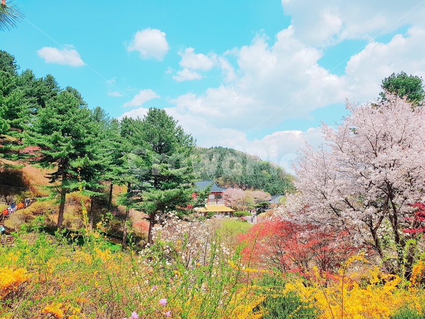 자연,나무,꽃,하늘,봄,봄,계절,spring,season,자연,풍경,nature,landscape,한국자연풍경,한국자연경관,korea nature landscape,plant,식물,tree