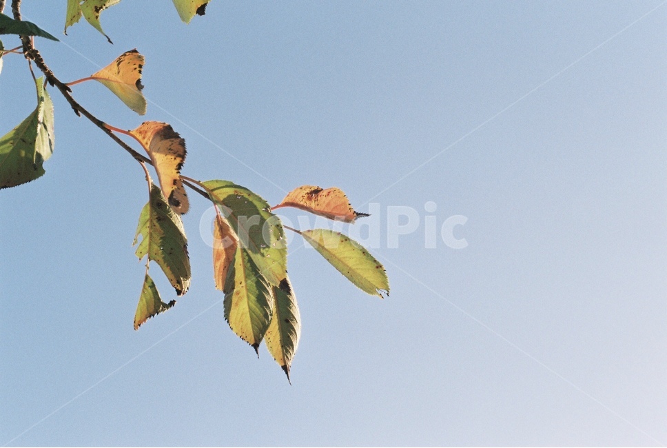 가을,나뭇잎,단풍,잎,가지,가을,계절,fall,autumn,season,식물,자연,plants,nature,leaf,plant