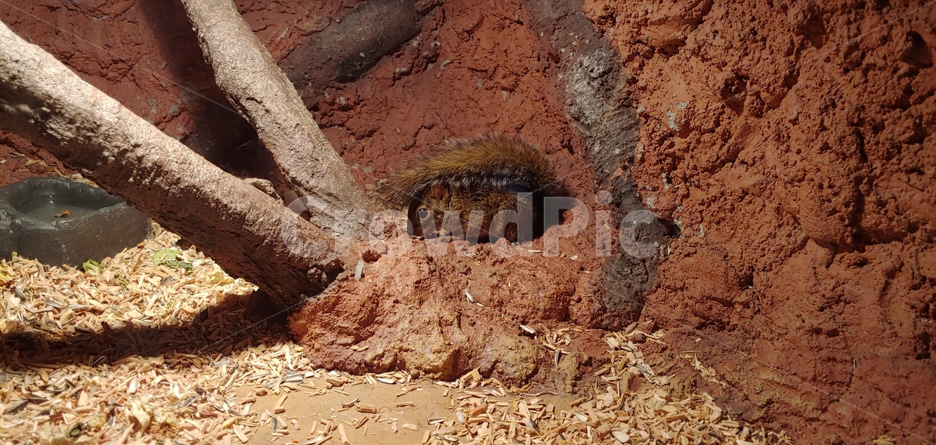 다람쥐,흙,바닥,동물,도토리,squirrel,soil,ground