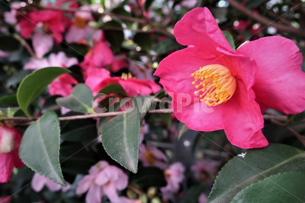 제주,동백,동백꽃,군락지,겨울,꽃,식물,동백나무,자연,군락,식물,자연,plants,nature,꽃,flower