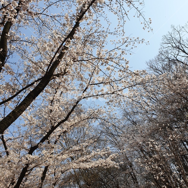 공원,벚꽃,나무,tree,봄,flower,plant,식물