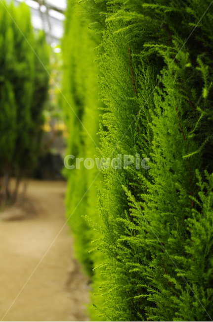 나무,식물,plant,율마,초록,식물,자연,plants,nature
