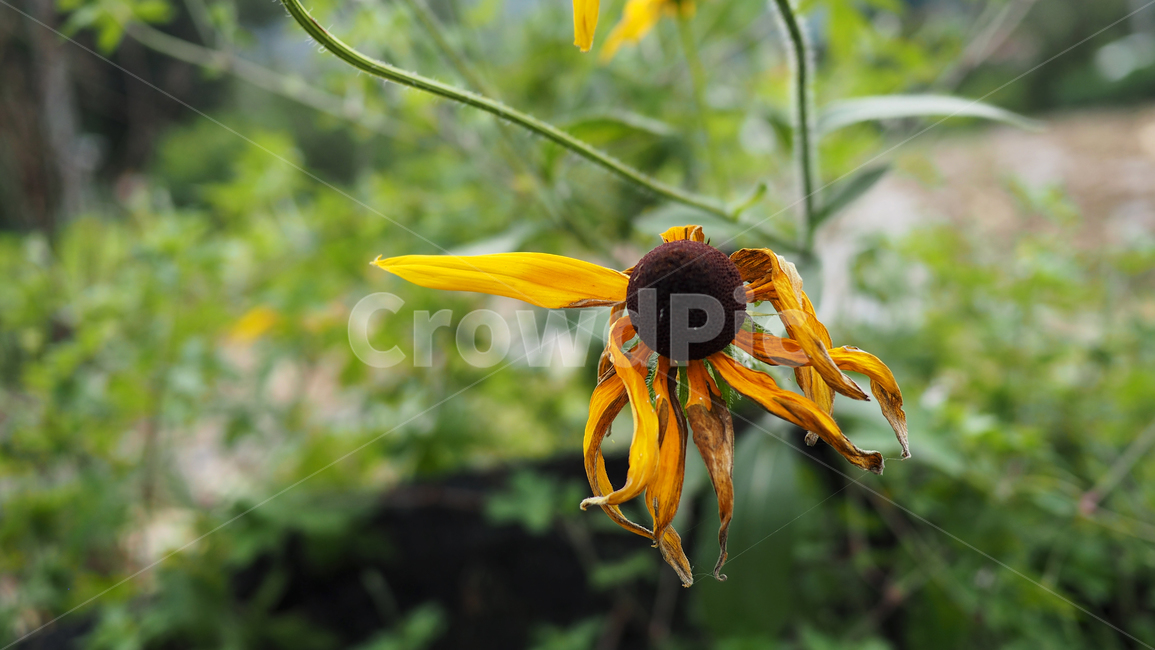 야생화,꽃,그린,wildflower,flower