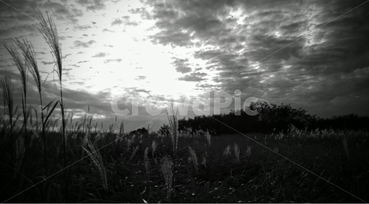 가을,들판,모노톤,자연풍경,갈대,외로움,자연,풍경,nature,landscape,식물,plants,흑백,모노톤,monochrome,black and white,grass,잔디,plant,vegetation,초목,outdoors,옥외