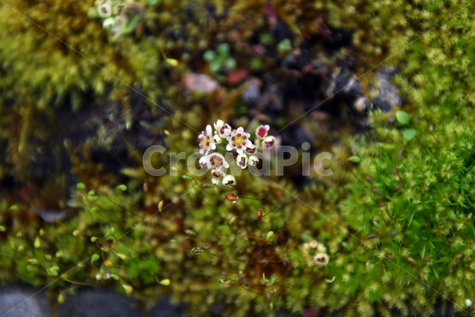 식물,꽃,감성사진,자연,flower,꽃사진,봄,봄꽃,계절,감성,4월,spring,힐링,자연풍경,풍경,봄,계절,spring,season,식물,자연,plants,nature,꽃,flower,plant,vegetation,초목,bush,부시,moss,이끼
