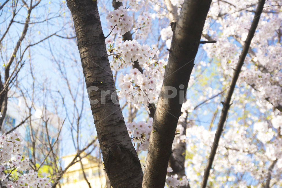 나무,벚꽃,봄,꽃,하늘,봄,계절,spring,season,식물,자연,plants,nature,꽃,flower,나무,trees,wood,plant