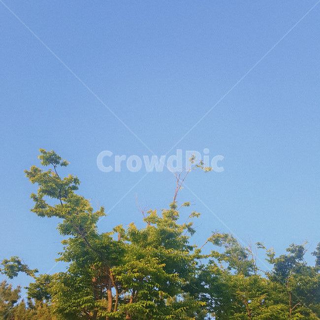 하늘,나무,풍경,여름,배경