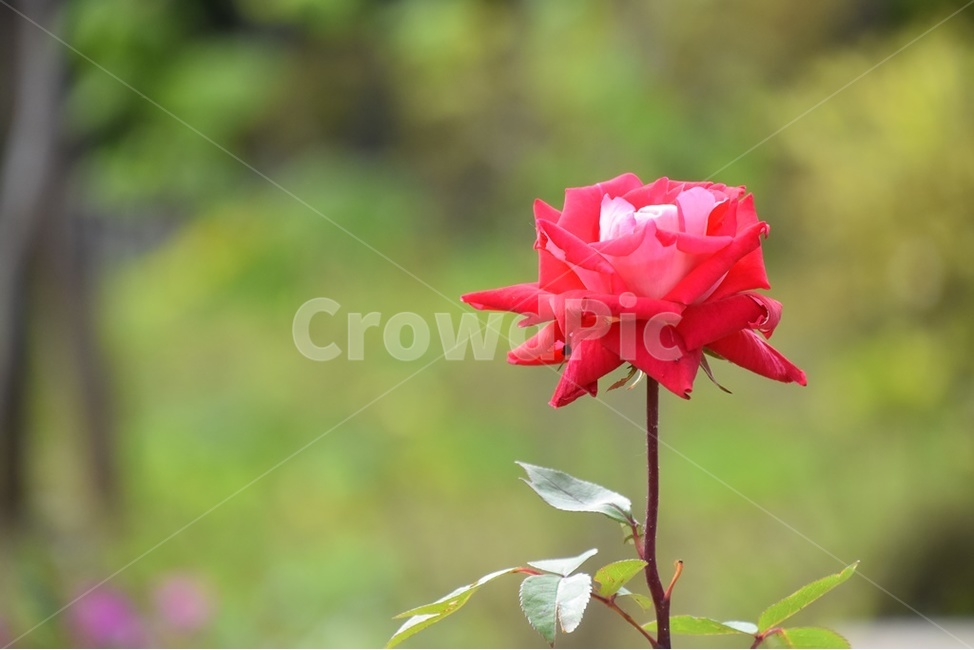 빨간장미,장미,넝쿨장미,장미꽃,가시나무꽃,식물,자연,plants,nature,꽃,flower