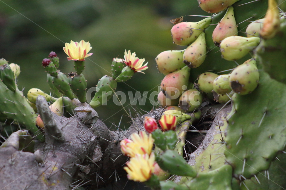 손바닥선인장,선인장,백년초,꽃,indianfig,CactusFruits,식물,자연,plants,nature,꽃,flower