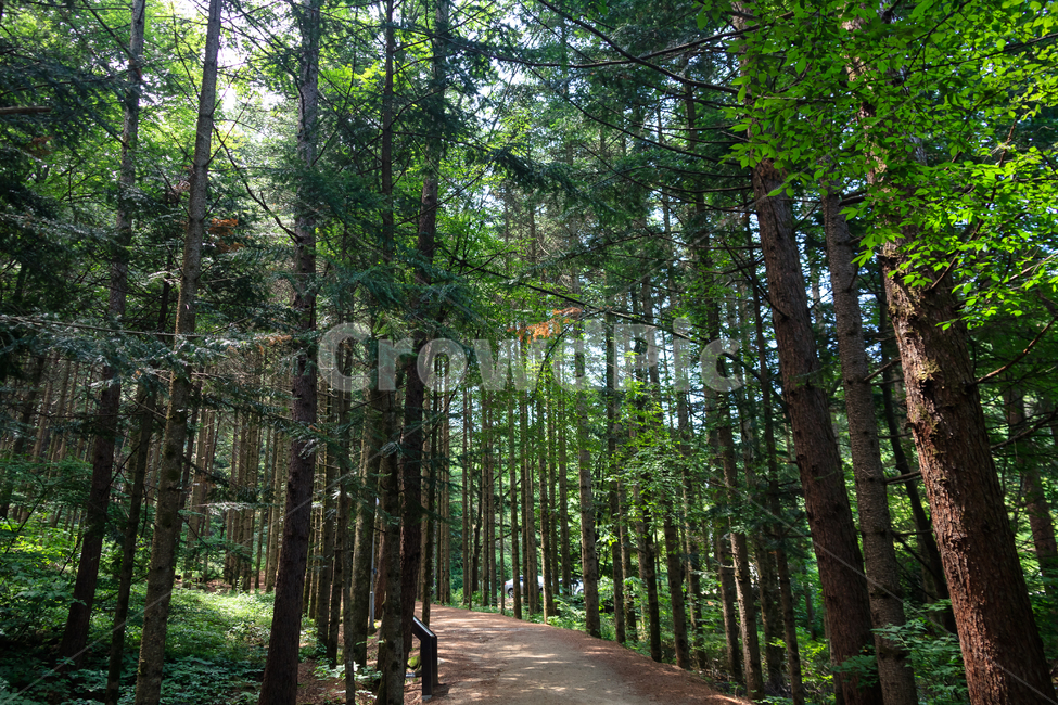 소나무,소나무길,오대산,환경,삼림지,공원,나무,숲,자연,풍경,nature,landscape,path,통로