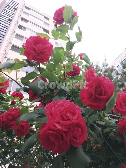 장미,빨간색장미,여름장미,rose,길가에핀꽃,식물,자연,plants,nature,꽃,flower