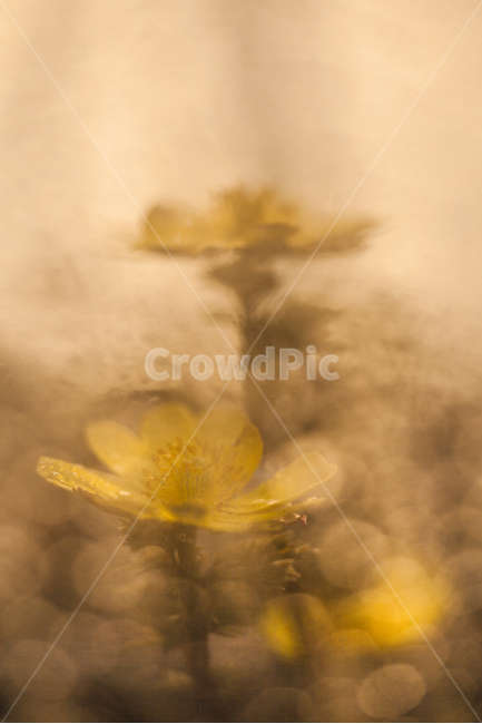 spring flowers,Bokseokcho,new spring,yellow flower,Emotional photo