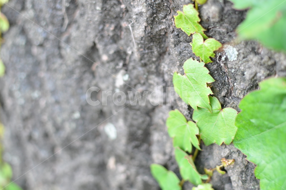 식물,plant,leaf,잎,자연,넝쿨,담쟁이,배경화면,식물,자연,plants,nature