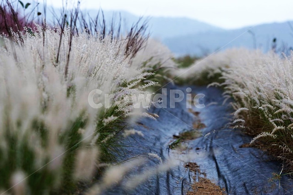 가을,억새,자연,식물,하늘,흰색,초록색,풍경,감성,서정,nature,season,autumn,fall,white,green,가을,계절,fall,autumn,season,식물,자연,plants,nature,grass,잔디,plant,outdoors,옥외,ice,빙