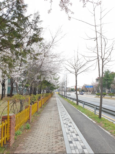 벗꽃,봄,계절,풍경,배경