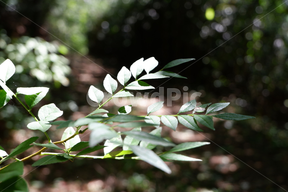 leaf,잎,plant,식물,자연,식물,자연,plants,nature