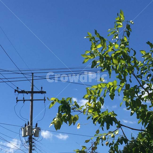 utilitypole,전신주,전봇대,하늘,전깃줄,telephonepole,sky,electricwire,나무,tree,초록,녹색,green