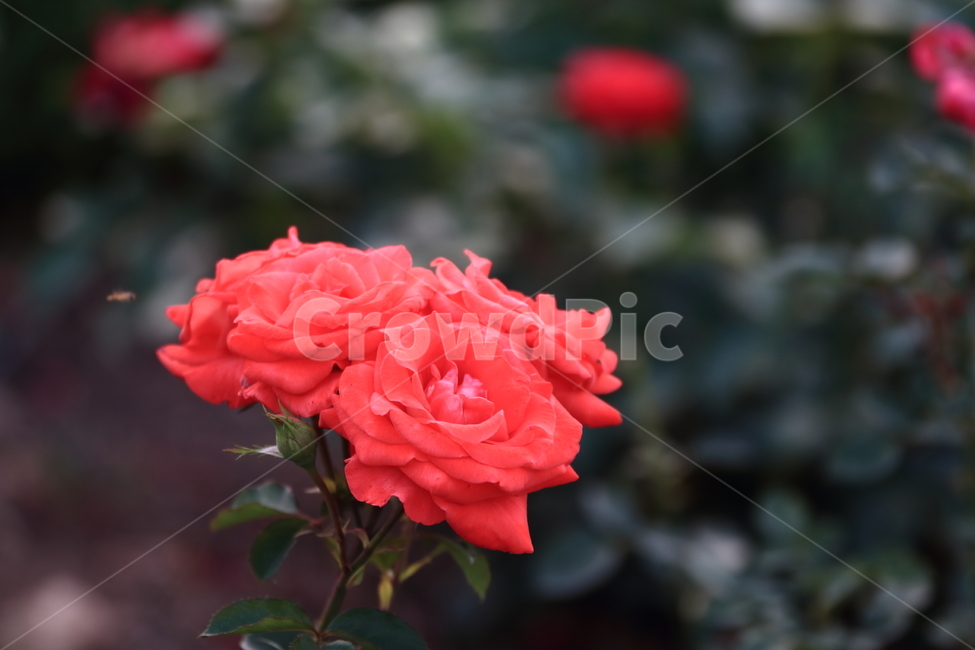 꽃,봄,식물,꽃사진,예쁜꽃,식물,자연,plants,nature,꽃,flower,감성,sensible,feeling,색깔,색상,색채,색감,color sense,color sensitivity,feeling of color