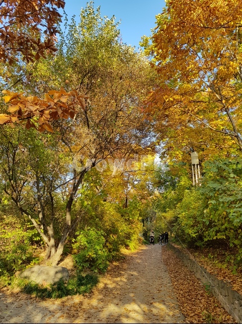 단풍,가을,풍경,자연,landscape,seoul,maple,가을,계절,fall,autumn,season,tree,나무,plant,식물,tree trunk,나무 줄기