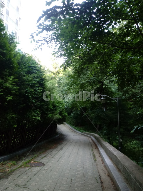 길,숲,나무,초록,여름