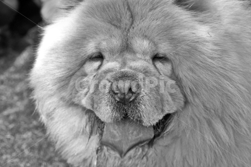 차우차우,중국,개,애완견,남색혀,반려견,동물,충성심,고대품종,흑백,동물,animal,포유류,mammal,개,강아지,dog,doggy,흑백,모노톤,monochrome,black and white