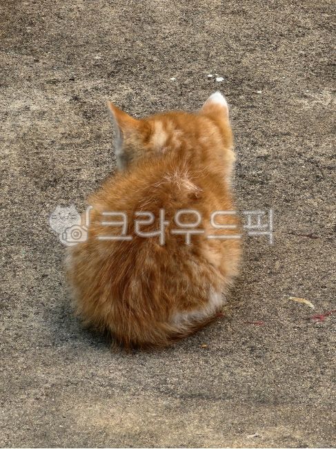 cheese cat,Pets,Asshole,cat,animal,pet