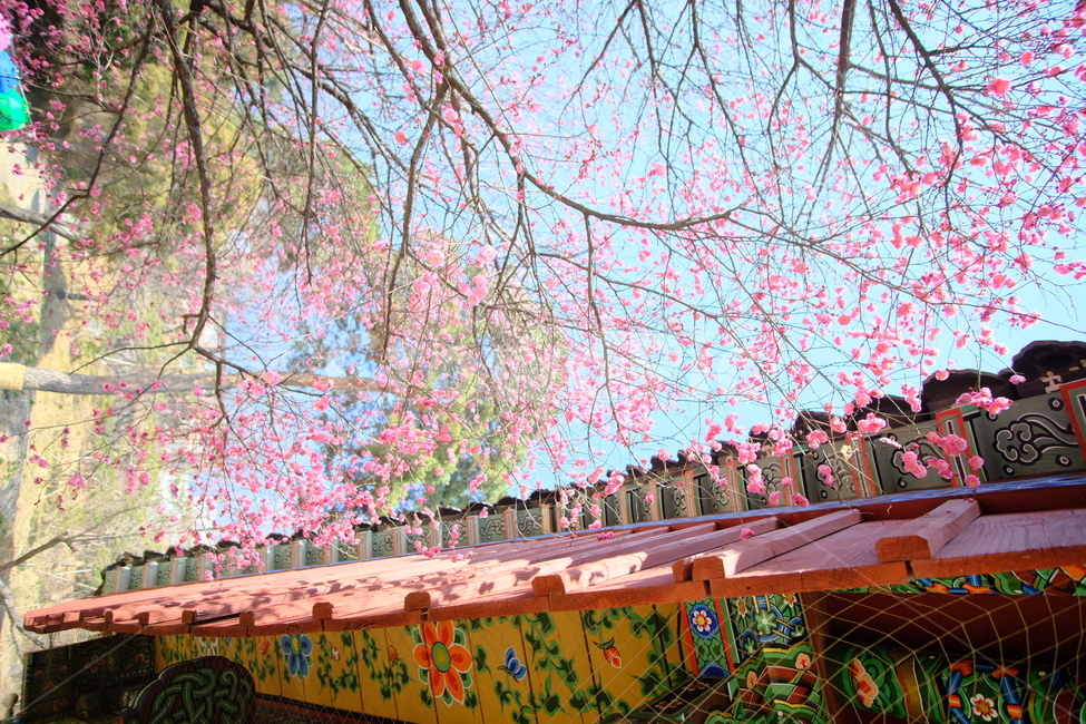 plant,식물,blossom,flower,꽃,봉은사,홍매화