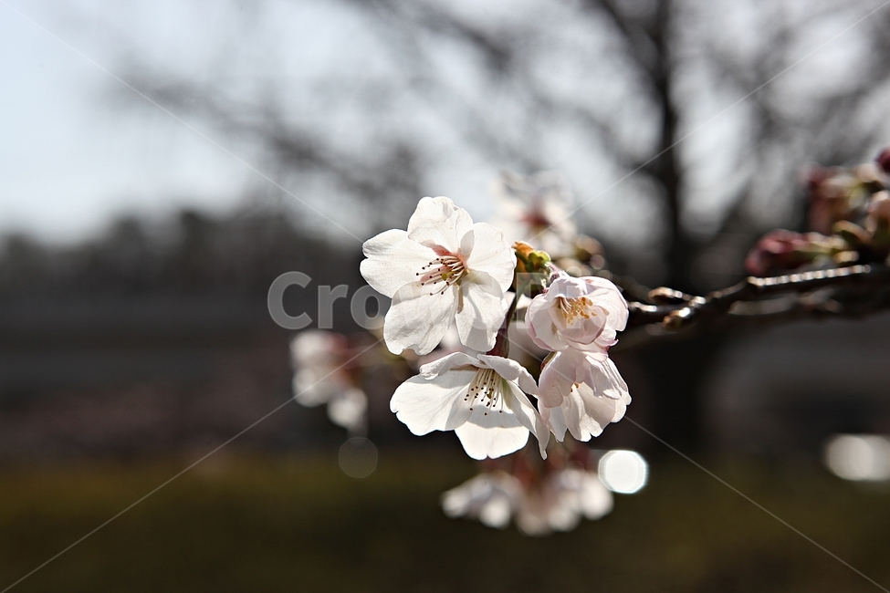 벗꽃,벗나무,꽃,봄꽃,벗꽃잎,꽃잎,식물,자연,공원,식물,자연,plants,nature,꽃,flower
