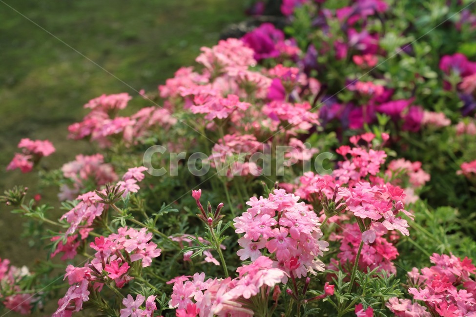 꽃,꽃말,자연,풍경,태양,공원,flower,nature,soil,earth,breeze