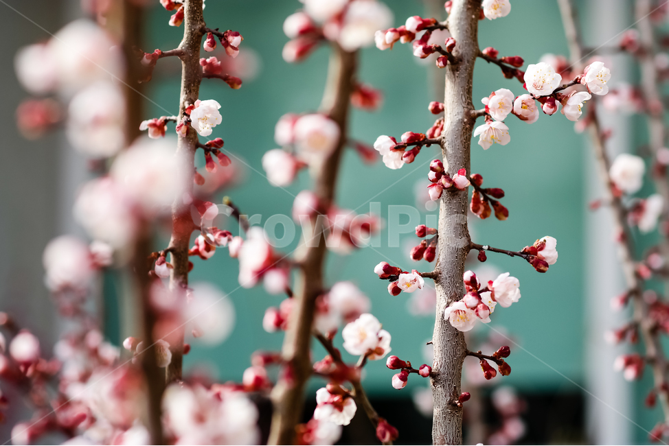 꽃,봄,겨울,분홍색,붉은색,매화,식물,자연,plants,nature,꽃,flower