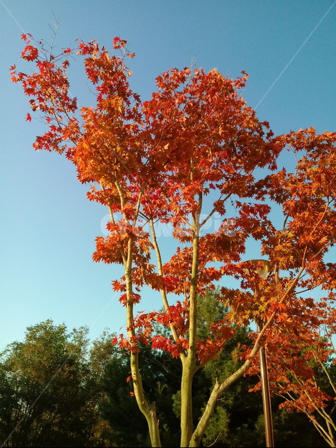 나무,단풍,plant,tree,leaf,잎,나뭇잎,나무줄기,maple,treetrunk,식물,자연,plants,nature