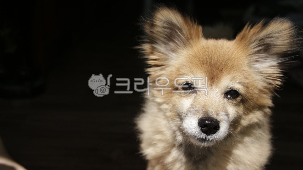 atmosphere,prepare,shadow,Loveliness,hair,mammal,pet,sleepy puppy,puppy sunshine,somnolence,black,Soft,Pets,sunlight,form,puppy,light,pomeranian,cuteness,animal,pet dog,dog,mammalia