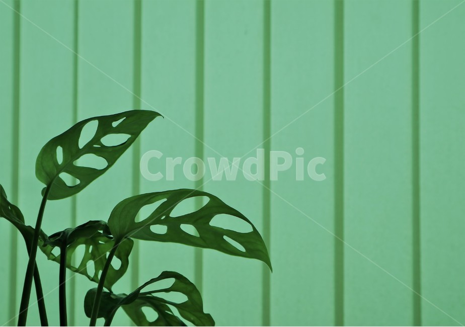 식물,실내,몬스테라,감성,배경화면,잎사귀,인테리어,식물,자연,plants,nature,실내용화초,화분,화초,house plant,인테리어,실내디자인,interior design