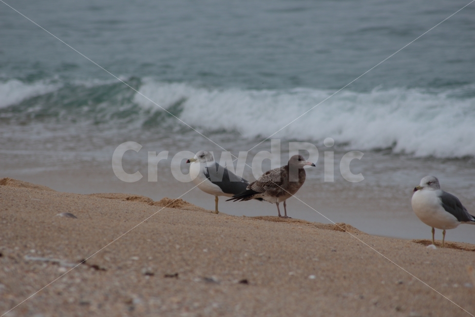 갈매기,동물,바다,파도,새,조류,세마리,sea,바닷가,gull,모래사장,해변,해변가,해변,바다,beach,sea,동물,animal,조류,새,birds